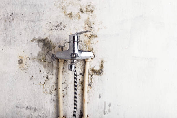 Best Mold Remediation  in Florence, TX