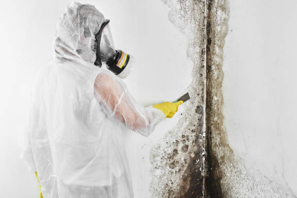 Home Mold Removal in Florence, TX