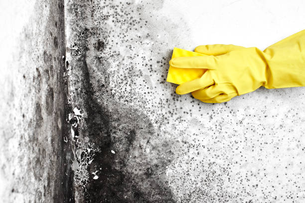 Best Residential Mold Removal  in Florence, TX