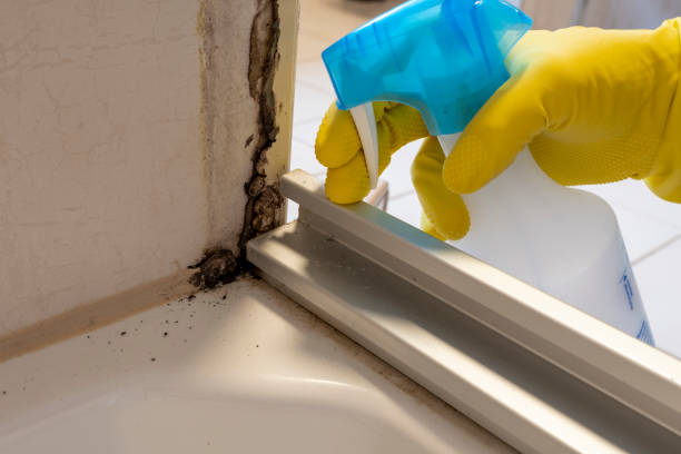 Certified Mold Removal in Florence, TX