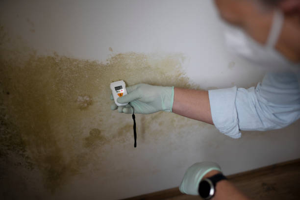 Mold Removal and Inspection in Florence, TX