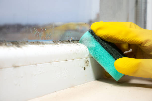 Best Attic Mold Removal  in Florence, TX