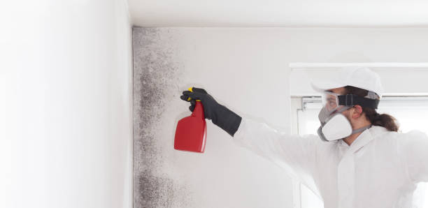 Florence, TX Mold Removal Company