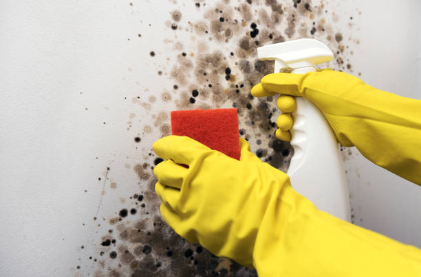 Best Same-Day Mold Removal  in Florence, TX