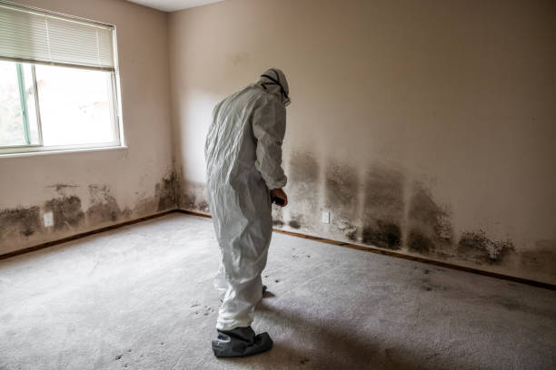 Best Toxic Mold Removal  in Florence, TX