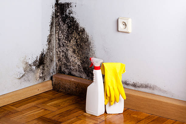 Best Commercial Mold Removal  in Florence, TX