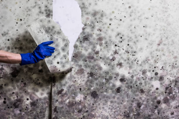 Office Mold Removal Services in Florence, TX