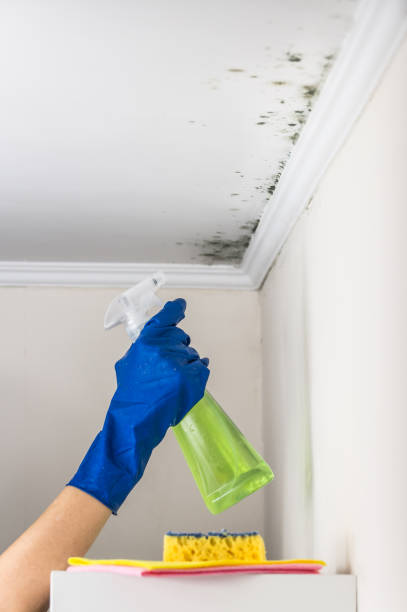 Best Home Mold Removal  in Florence, TX